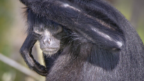 28-04-24_zoo-de-beauval, _MG_1494