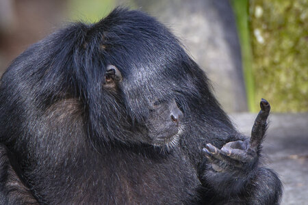 28-04-24_zoo-de-beauval, _MG_1496