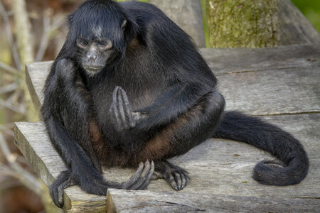 28-04-24_zoo-de-beauval, _MG_1498