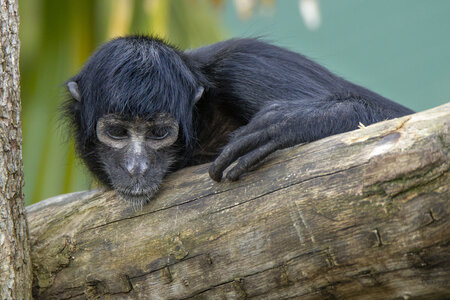 28-04-24_zoo-de-beauval, _MG_1501
