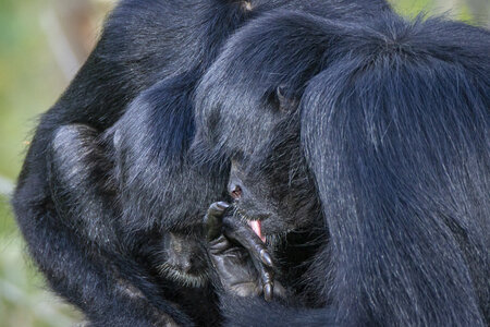 28-04-24_zoo-de-beauval, _MG_1502