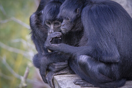 28-04-24_zoo-de-beauval, _MG_1503
