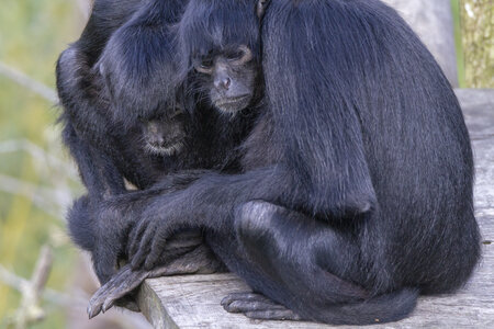 28-04-24_zoo-de-beauval, _MG_1504