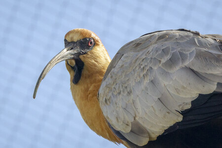 28-04-24_zoo-de-beauval, _MG_1506