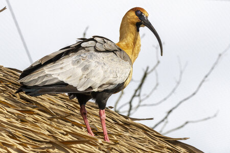 28-04-24_zoo-de-beauval, _MG_1507