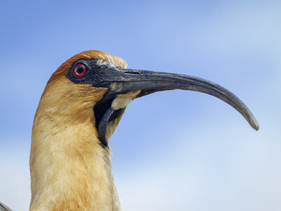 28-04-24_zoo-de-beauval, _MG_1508