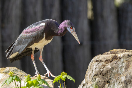 28-04-24_zoo-de-beauval, _MG_1514