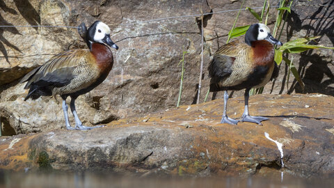 28-04-24_zoo-de-beauval, _MG_1516