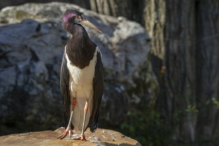 28-04-24_zoo-de-beauval, _MG_1521