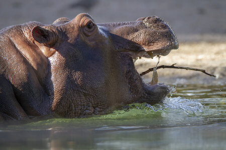 28-04-24_zoo-de-beauval, _MG_1526