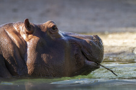 28-04-24_zoo-de-beauval, _MG_1527
