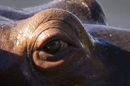 28-04-24_zoo-de-beauval, _MG_1532