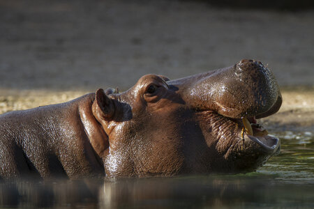 28-04-24_zoo-de-beauval, _MG_1534