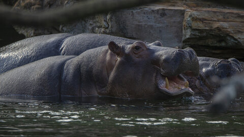 28-04-24_zoo-de-beauval, _MG_1535