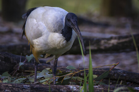 28-04-24_zoo-de-beauval, _MG_1539