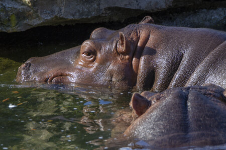 28-04-24_zoo-de-beauval, _MG_1540
