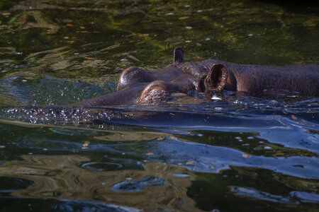 28-04-24_zoo-de-beauval, _MG_1542