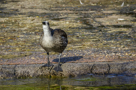 28-04-24_zoo-de-beauval, _MG_1543