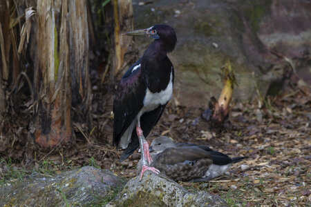 28-04-24_zoo-de-beauval, _MG_1546