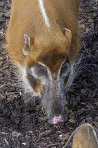 28-04-24_zoo-de-beauval, _MG_1547
