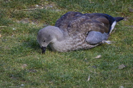 28-04-24_zoo-de-beauval, _MG_1548
