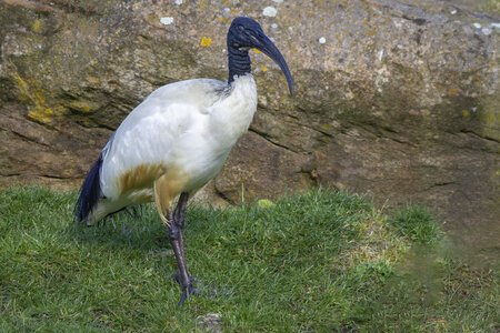 28-04-24_zoo-de-beauval, _MG_1549-Modifier
