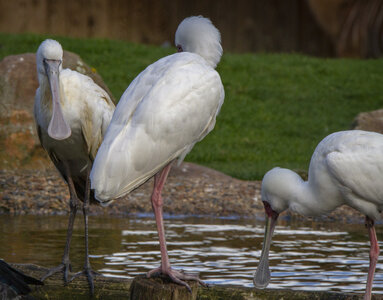 28-04-24_zoo-de-beauval, _MG_1550