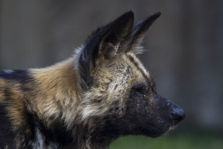 28-04-24_zoo-de-beauval, _MG_1552