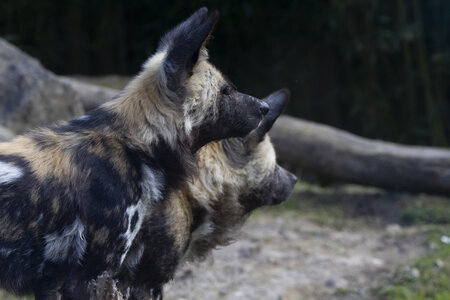 28-04-24_zoo-de-beauval, _MG_1553-Modifier