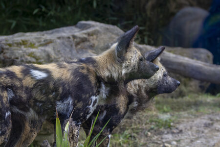 28-04-24_zoo-de-beauval, _MG_1554