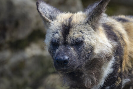 28-04-24_zoo-de-beauval, _MG_1555-Modifier