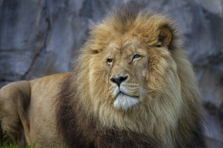 28-04-24_zoo-de-beauval, _MG_1556