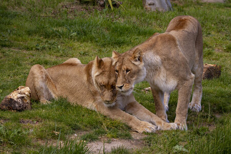 28-04-24_zoo-de-beauval, _MG_1558