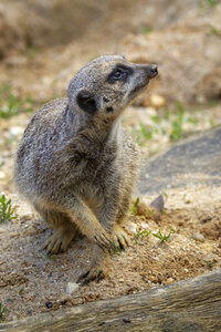 28-04-24_zoo-de-beauval, _MG_1561