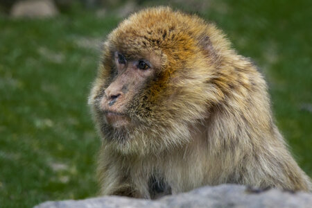 28-04-24_zoo-de-beauval, _MG_1570