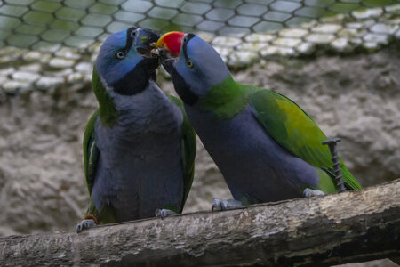 28-04-24_zoo-de-beauval, _MG_1590-Modifier