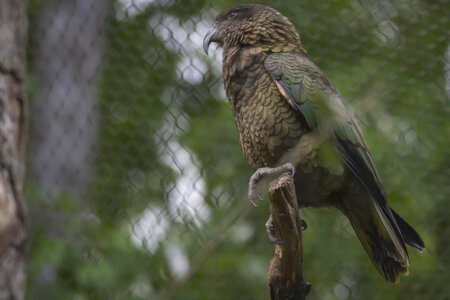 28-04-24_zoo-de-beauval, _MG_1594