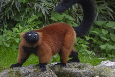 28-04-24_zoo-de-beauval, _MG_1601