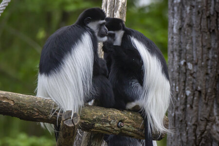 28-04-24_zoo-de-beauval, _MG_1603