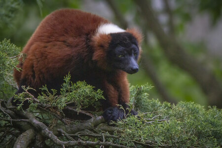 28-04-24_zoo-de-beauval, _MG_1609-Modifier