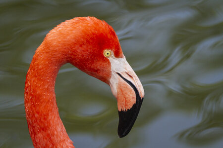 25-04-24_parc-des-oiseaux, _MG_0358