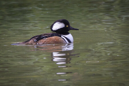 25-04-24_parc-des-oiseaux, _MG_0361-Modifier