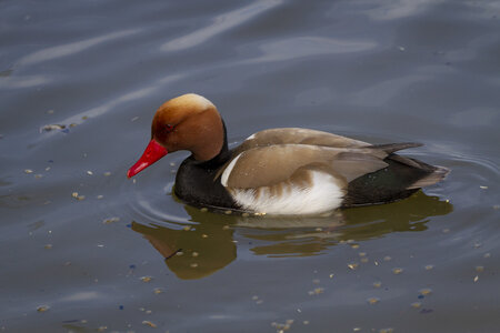 25-04-24_parc-des-oiseaux, _MG_0368