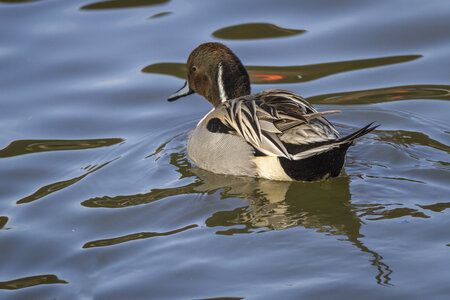 25-04-24_parc-des-oiseaux, _MG_0369-Modifier