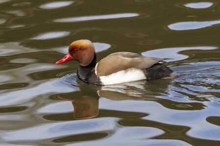 25-04-24_parc-des-oiseaux, _MG_0374