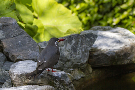 25-04-24_parc-des-oiseaux, _MG_0394