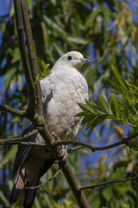 25-04-24_parc-des-oiseaux, _MG_0397