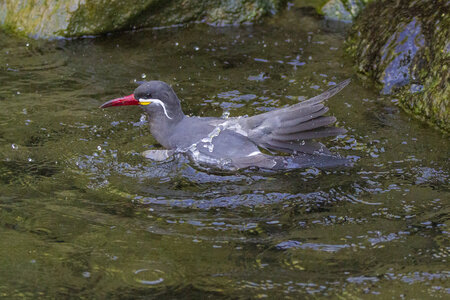25-04-24_parc-des-oiseaux, _MG_0399
