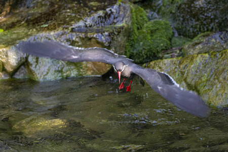 25-04-24_parc-des-oiseaux, _MG_0401