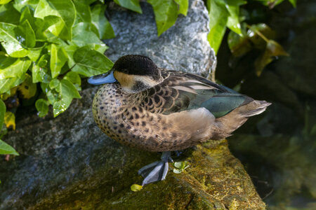 25-04-24_parc-des-oiseaux, _MG_0408